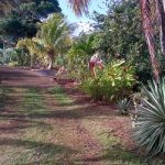 919_7_Lot for Sale, Dominica